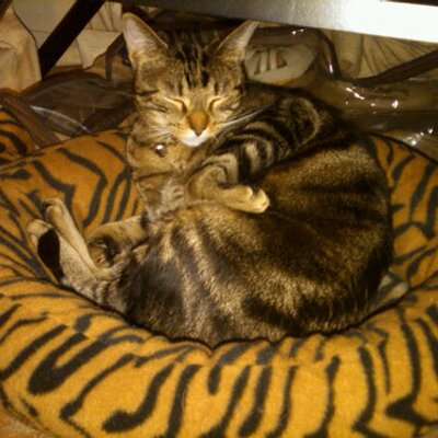 Profile Picture of Rick Wilson (@BubbaAZ) on Twitter