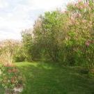 Nancy Conybeare - Pinterest Profile Picture of Nancy Conybeare (@ncflower1) on Pinterest