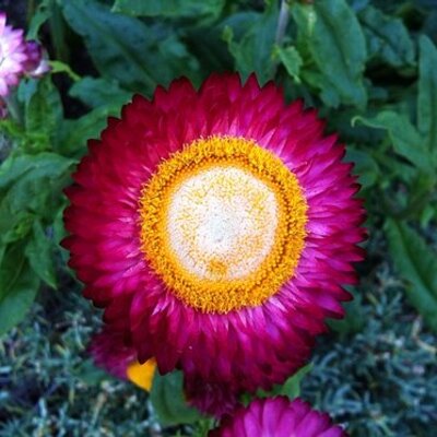 Profile Picture of Anna Maria Vitello (@nanninav) on Twitter