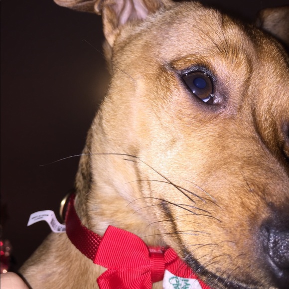 Bree Binneboese - Poshmark Profile Picture of Bree Binneboese (@breebanana) on Poshmark