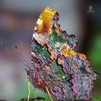 Profile Picture of Belli Ester (@Belli-Ester) on Facebook