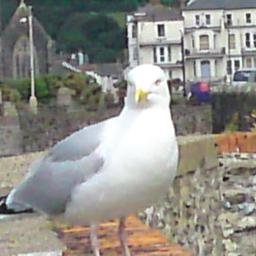 Profile Picture of Carol Newman (@CarolNorthDevon) on Twitter