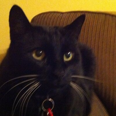 Profile Picture of Steve Arvanitis (@Habadorus) on Twitter