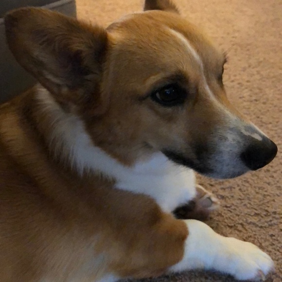 Profile Picture of Lindsay Bombard (@lbomb98) on Poshmark