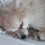 Profile Picture of scott fontes de paula (@scott_flokinho_de_neve) on Instagram