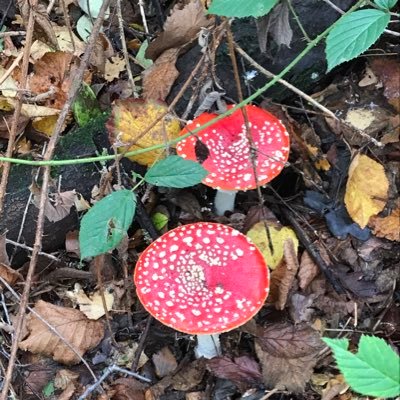 Profile Picture of Ann Plowman (@plowman_ann) on Twitter