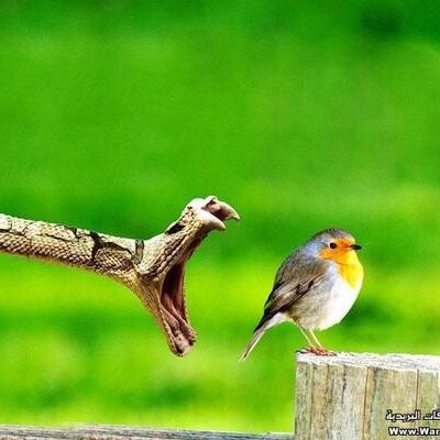 Profile Picture of Robert Baz (@robertbaz1) on Twitter