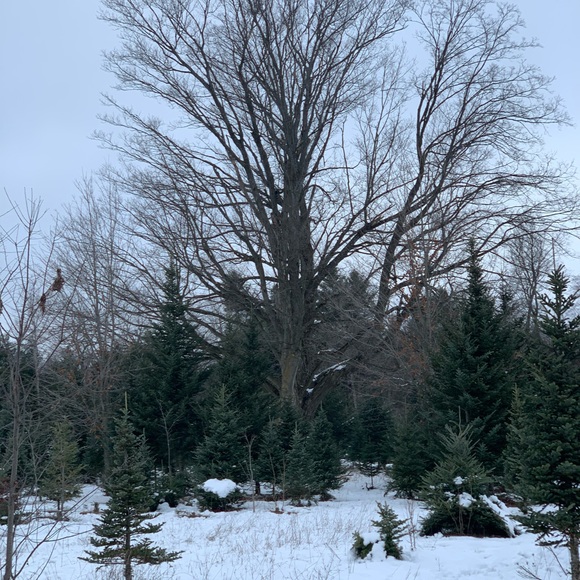 Profile Picture of Patricia Canino (@patriciacanino) on Poshmark