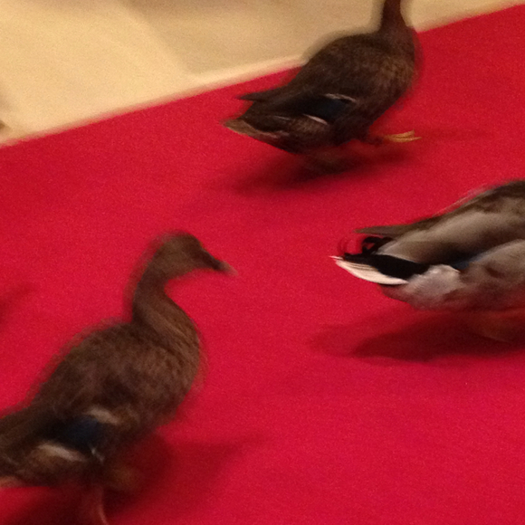 Profile Picture of Julie Shertzer (@jsherzer) on Poshmark