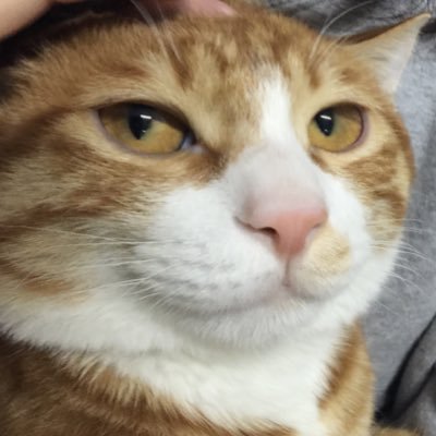 Profile Picture of 赵昭 (@FrancisZhao1024) on Twitter