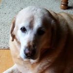 Profile Picture of Lynn Carboneau (@lynncarboneau) on Instagram