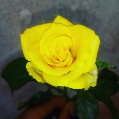 Saber Sam - Twitter Profile Picture of Saber Sam (@SaberSam2) on Twitter