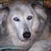 Profile Picture of Joyce L (@frecklebax57) on Pinterest