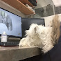 Profile Picture of Hoffo (@@hoffone) on Tiktok