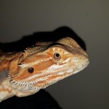 Profile Picture of Jo Mallett (@joey_the_fluff) on Twitter