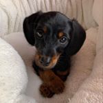 David Coverdale - Instagram Profile Picture of David Coverdale (@daviddoggycoverdale) on Instagram