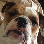 Profile Picture of Cathy Appler Celli 🇺🇸🇮🇹✝️ (@russell_and_bella) on Instagram