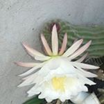 Profile Picture of Irma Hidalgo (@irma.hidalgo.50999) on Instagram