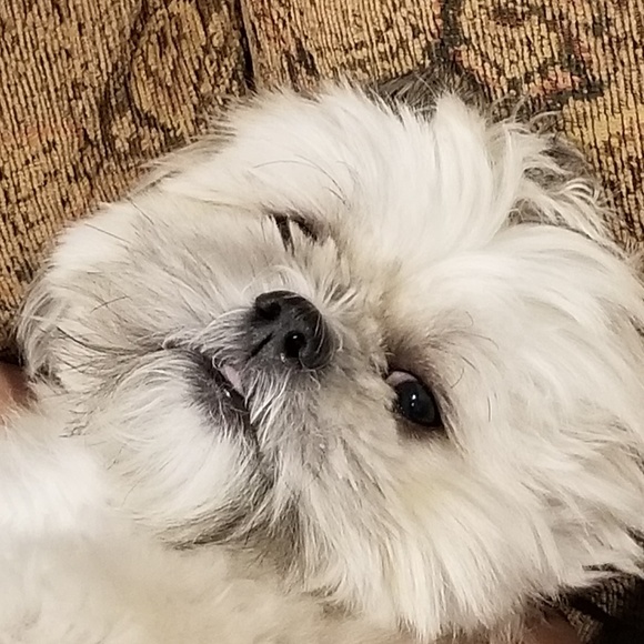 Tracie Scotto - Poshmark Profile Picture of Tracie Scotto (@forsale0703) on Poshmark