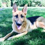 Abbey - Instagram Profile Picture of Abbey (@abbeytheshepherd) on Instagram