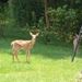 Profile Picture of Pam Stevens Barnhart (@pmbarn) on Pinterest