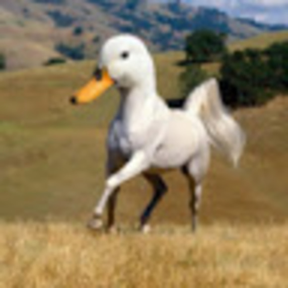 Profile Picture of Heidi Schneider (@timber0913) on Poshmark