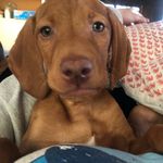 Profile Picture of Ruby Hessteinde (@ruby.red.viz) on Instagram