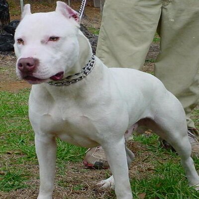 Profile Picture of James Truss Jr (@JamesTrussJr) on Twitter