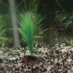 Profile Picture of Patrick Starfish (@patrick.mckenzie.goofy) on Instagram