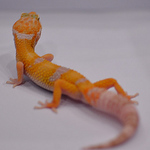 Profile Picture of Anh Pham (@WhyNot0530) on Flickr