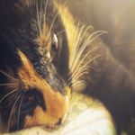 Vincent Del Vecchio - Instagram Profile Picture of Vincent Del Vecchio (@venividivincent) on Instagram