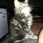 Profile Picture of Joshua Langford (@fox_on_the_box) on Instagram