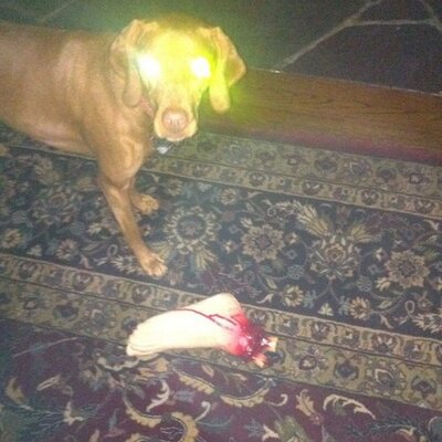 Profile Picture of Stephen Salzer (@Neurasthenia) on Twitter