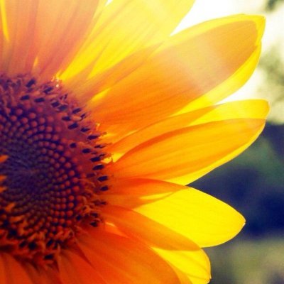 Profile Picture of Pamela Jonas (@phjsunshine) on Twitter