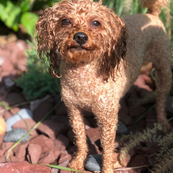 Profile Picture of Judy Haupt (@judyhaupt) on Poshmark