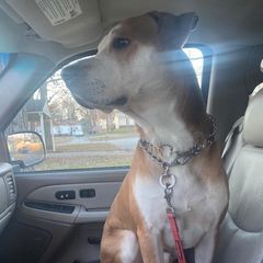 Profile Picture of Ralph Robles (@ralph.robles34) on Tiktok