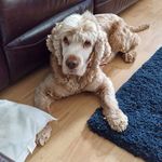 Profile Picture of Brian Purnell (@brian_purnell) on Instagram