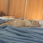 Profile Picture of Isabellé-sandersón (@isabellesanderson4711) on Instagram