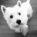 Profile Picture of Scotty James (@scottyscottyjames) on Instagram