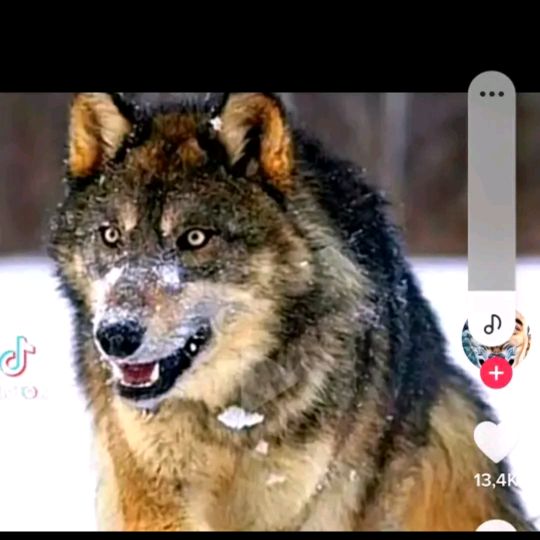 Profile Picture of derka 3 Officiel🇩🇿🇪🇭🇵🇸 (@derkarderka) on Tiktok