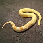 Profile Picture of richard hartigan (@albino_boa) on Instagram