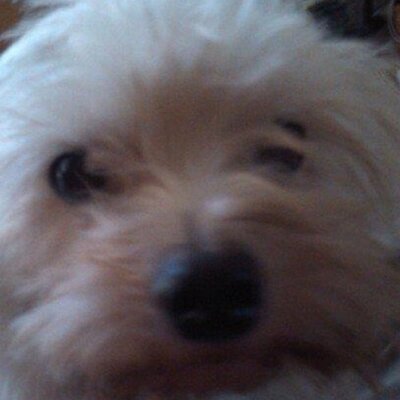 Profile Picture of Patrick Mccarney (@SmostMaddog) on Twitter