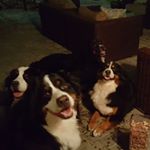 Profile Picture of Lisa Perreault (@lisa.perreault.35) on Instagram