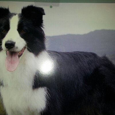 Profile Picture of Pat MacDonald (@herdingdog) on Twitter