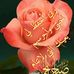 Profile Picture of Adam Mounsif (@adam.mounsif.167) on Facebook