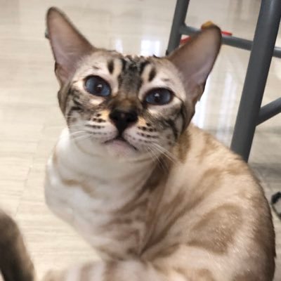 Tringel Koosau - Twitter Profile Picture of Tringel Koosau (@TKoosau) on Twitter