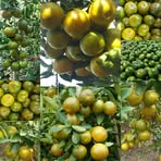 Profile Picture of Dian Jeruk (@dian.jeruk.2025) on Facebook