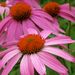 Profile Picture of Lora Blume (@jewelblume) on Pinterest