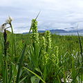 Profile Picture of Platanthera flavaon Wikipedia