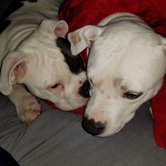 Profile Picture of Adrian Penn (@savagep7272) on Poshmark